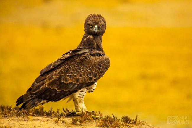 Black-chested eagle portrait, Ngorongoro Tanzania