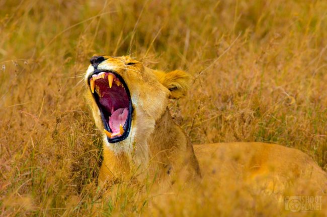 Lioness roaring in Serengeti national park, Tanzania