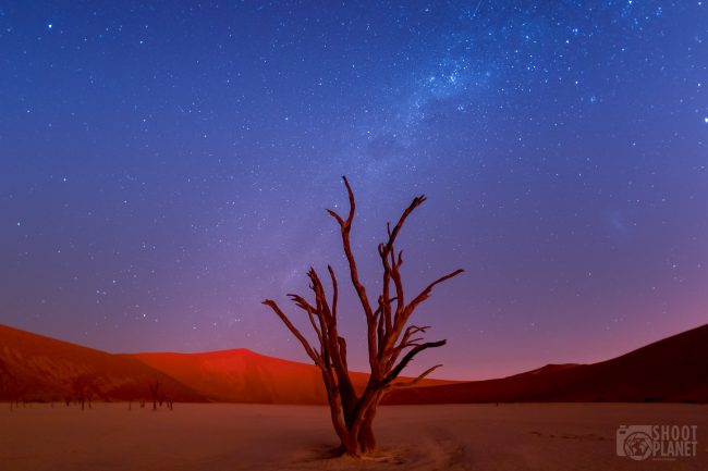 Famous Deadviei landmark in Sossusvlei Namibia
