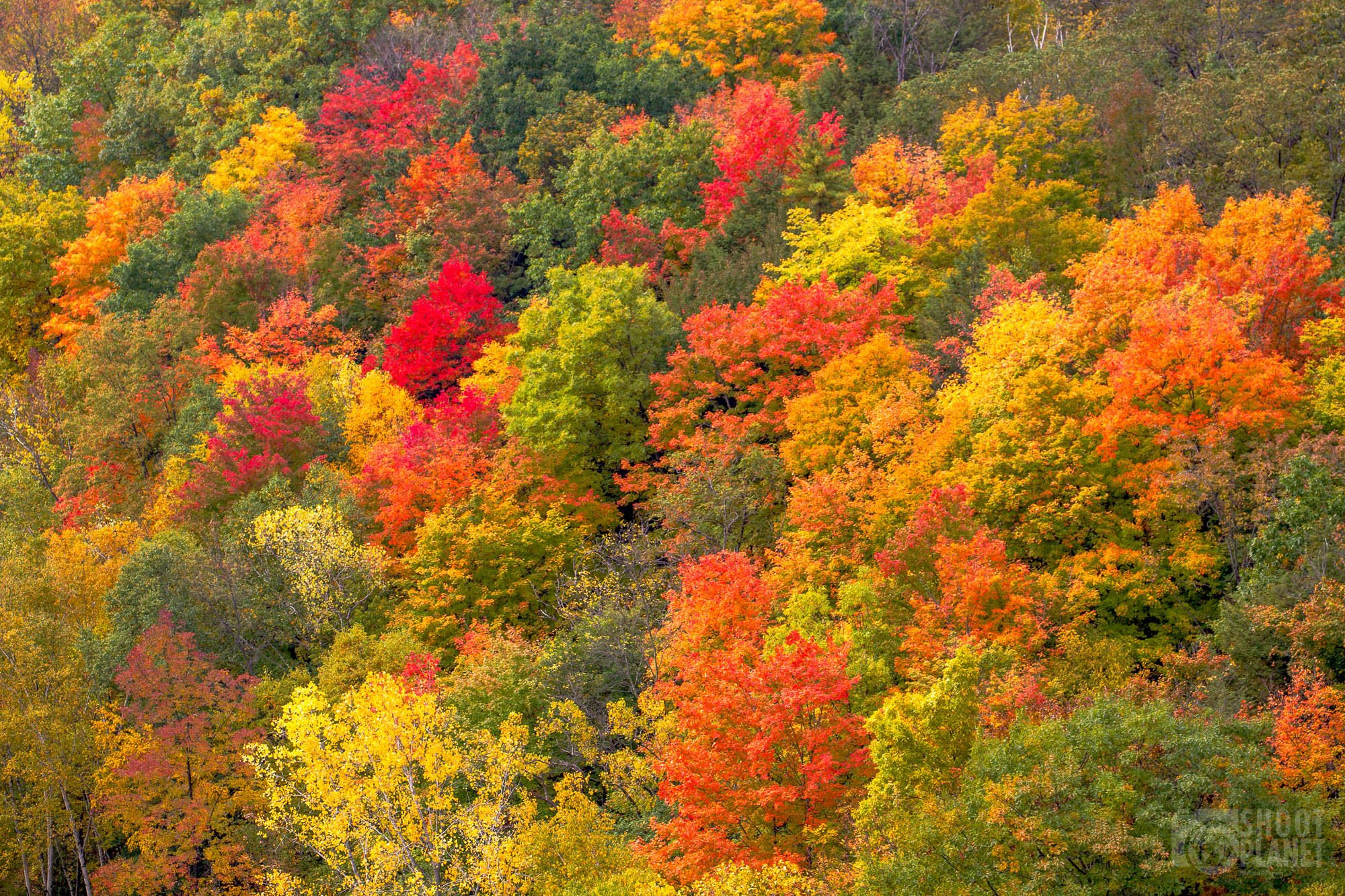 Autumn Foliage Around Niagara Region Canada